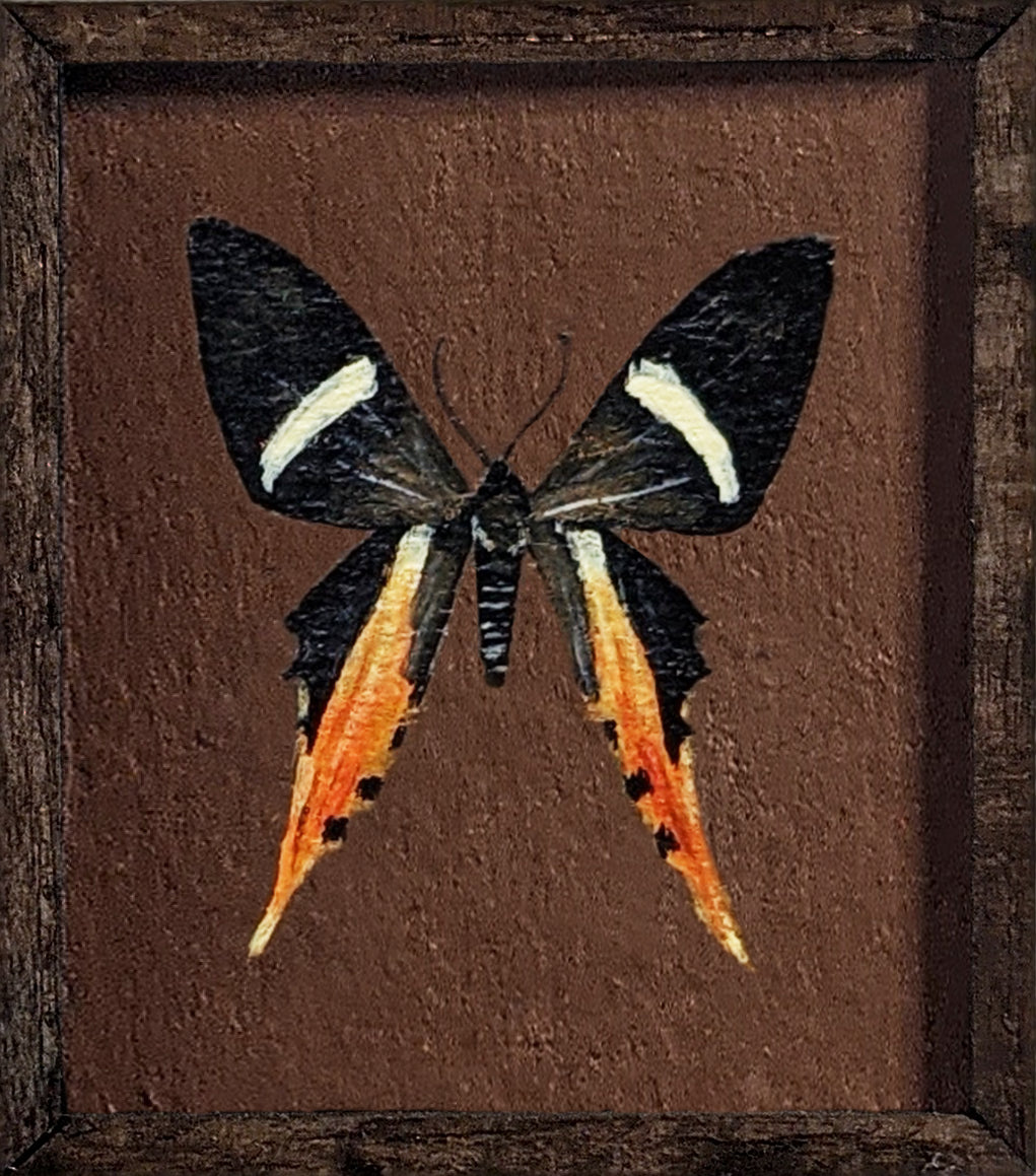 007 Erateina drucei