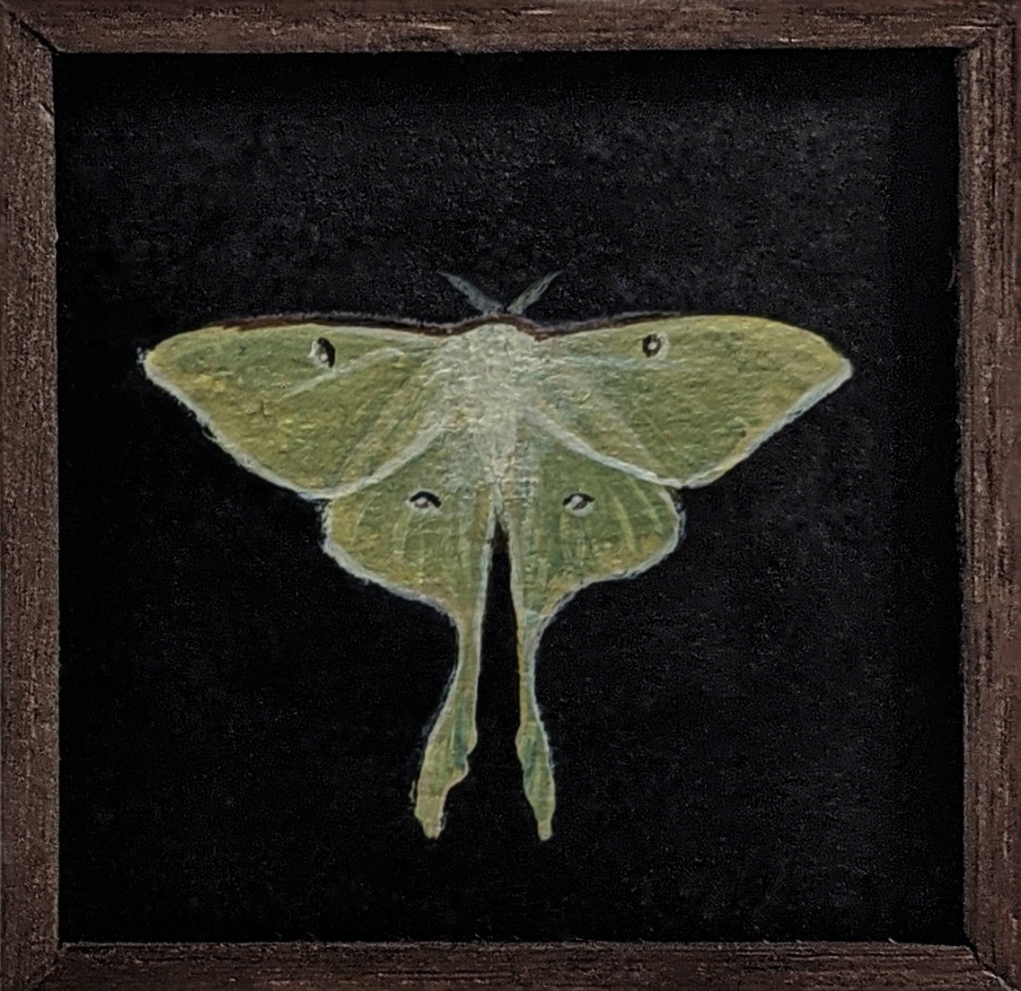 009 Actias luna