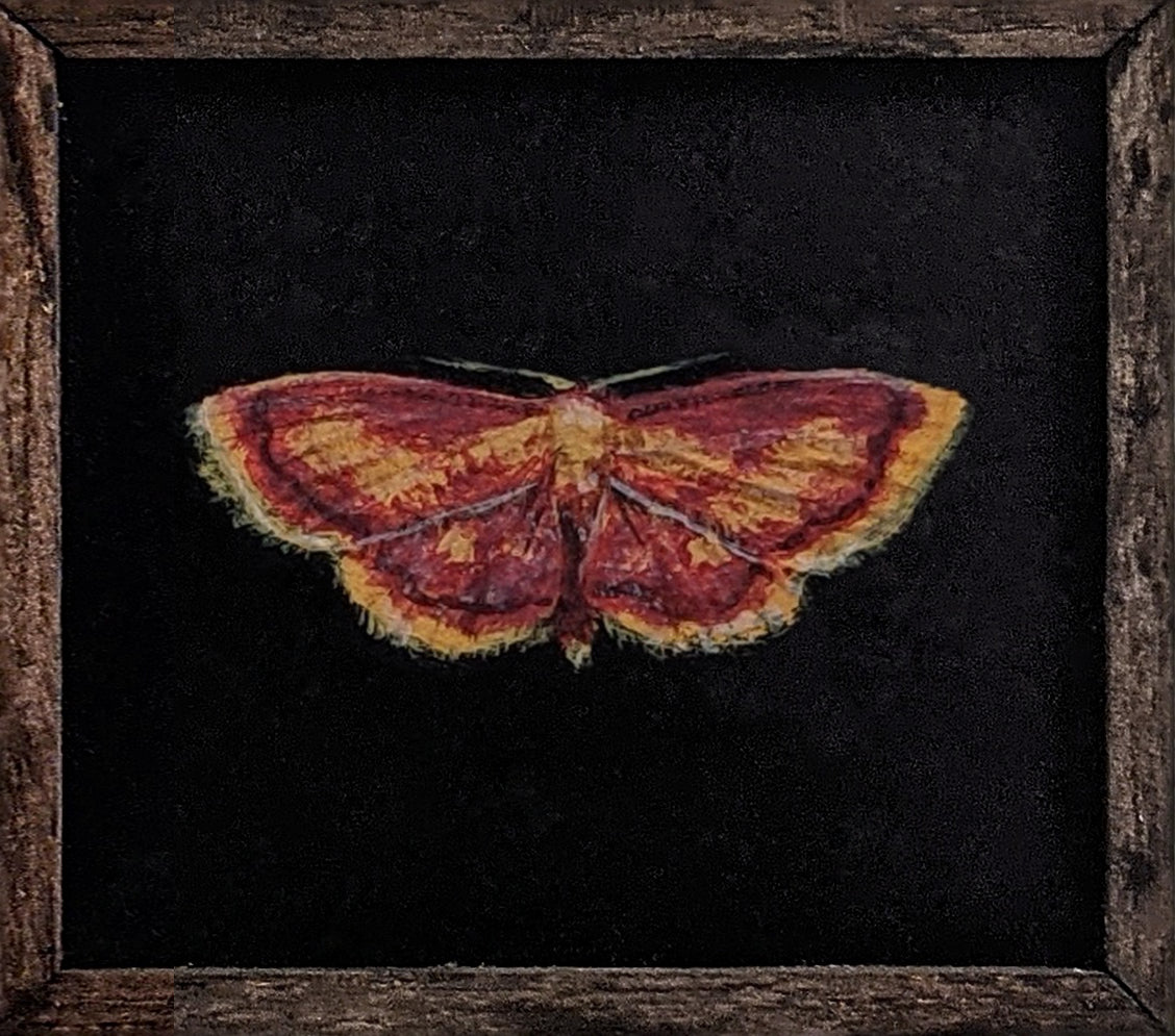 026 Idaea muricata