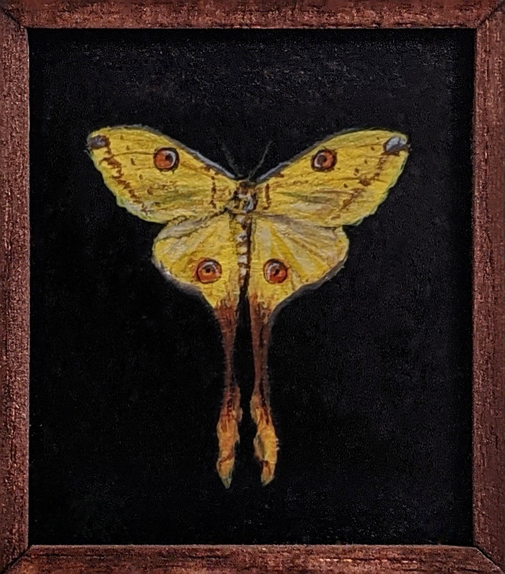 028 Argema mittrei