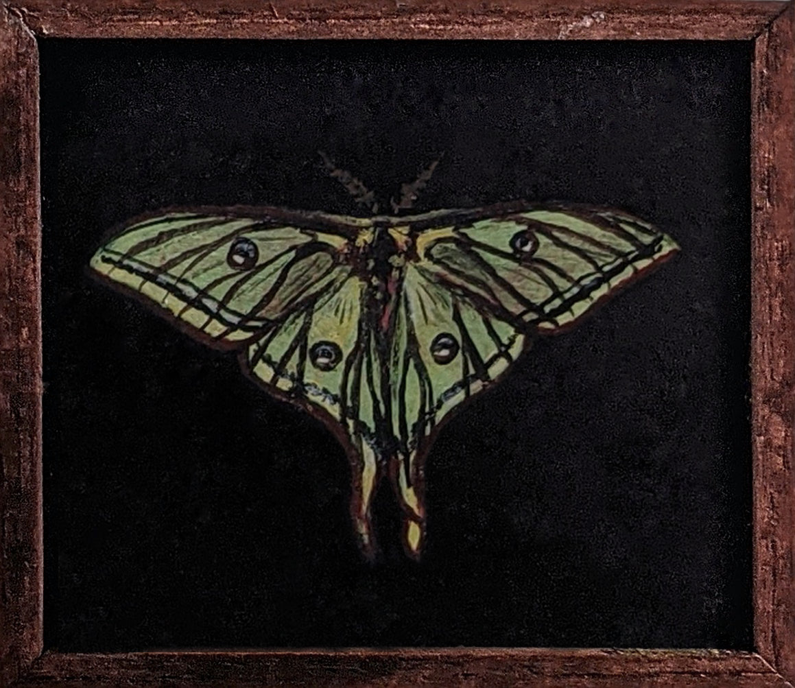 032 Graellsia isabellae