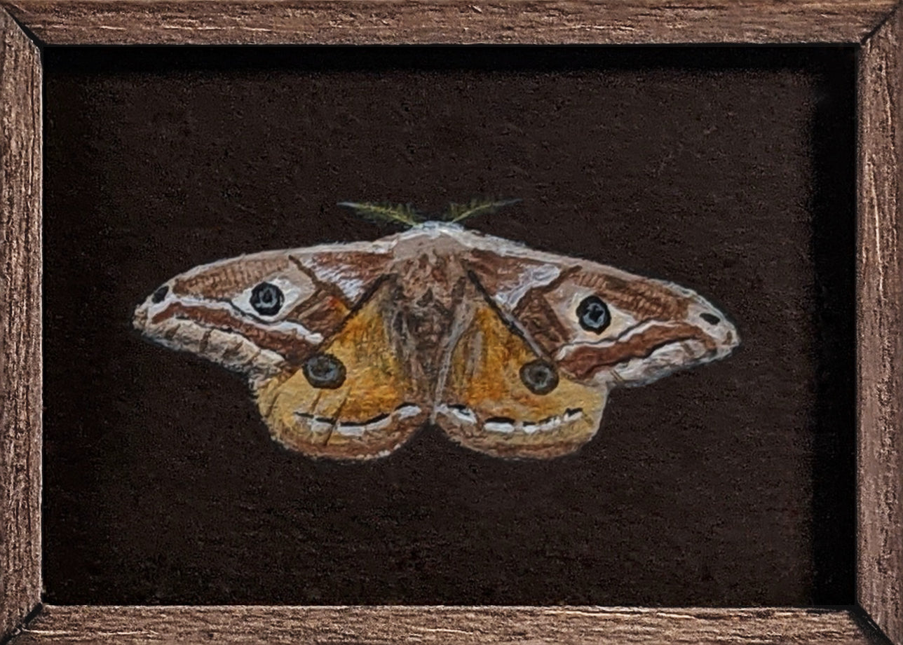 048 Saturnia pavoniella, m