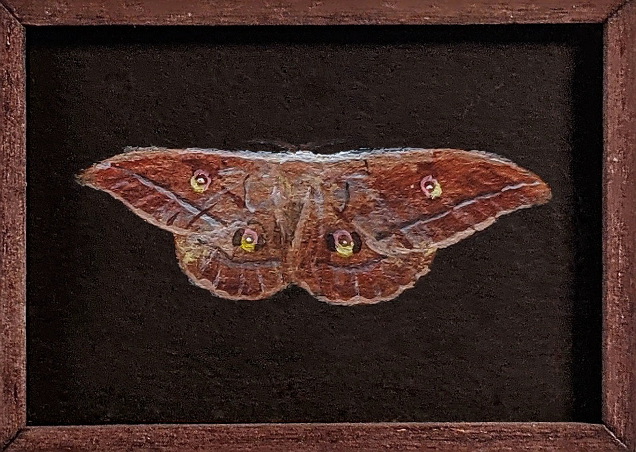 051 Antheraea yamamai