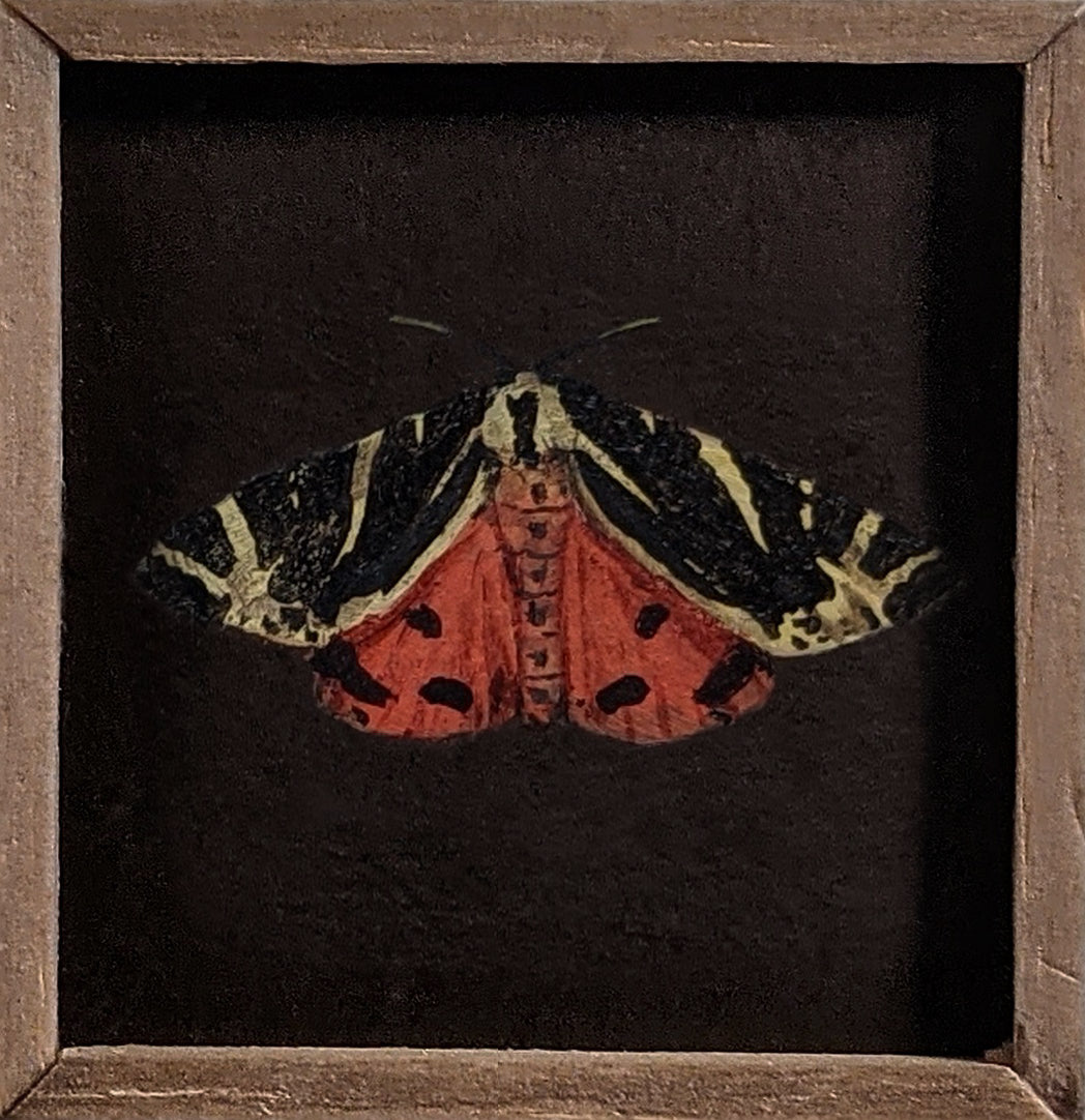 052 Euplagia quadripunctaria