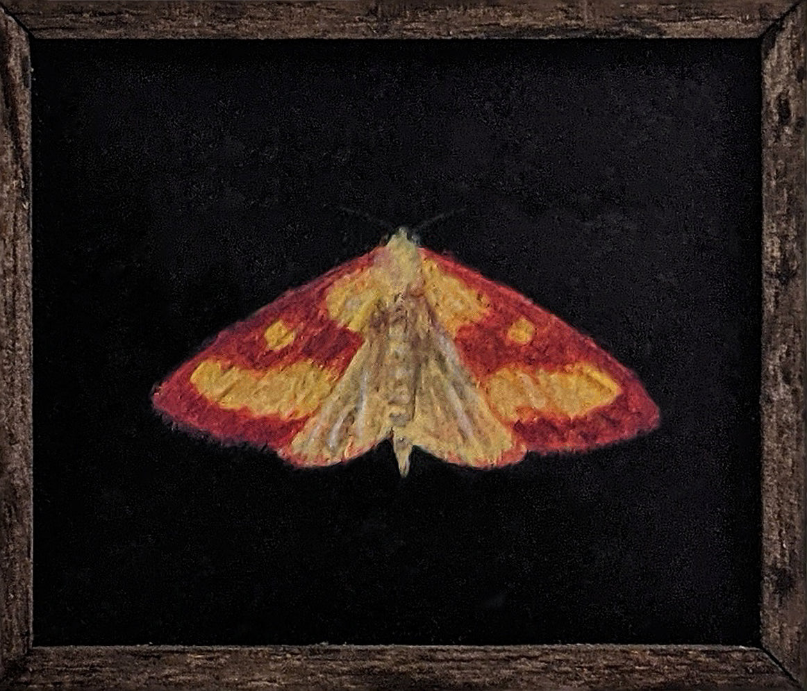 094 Pyrausta laticlavia