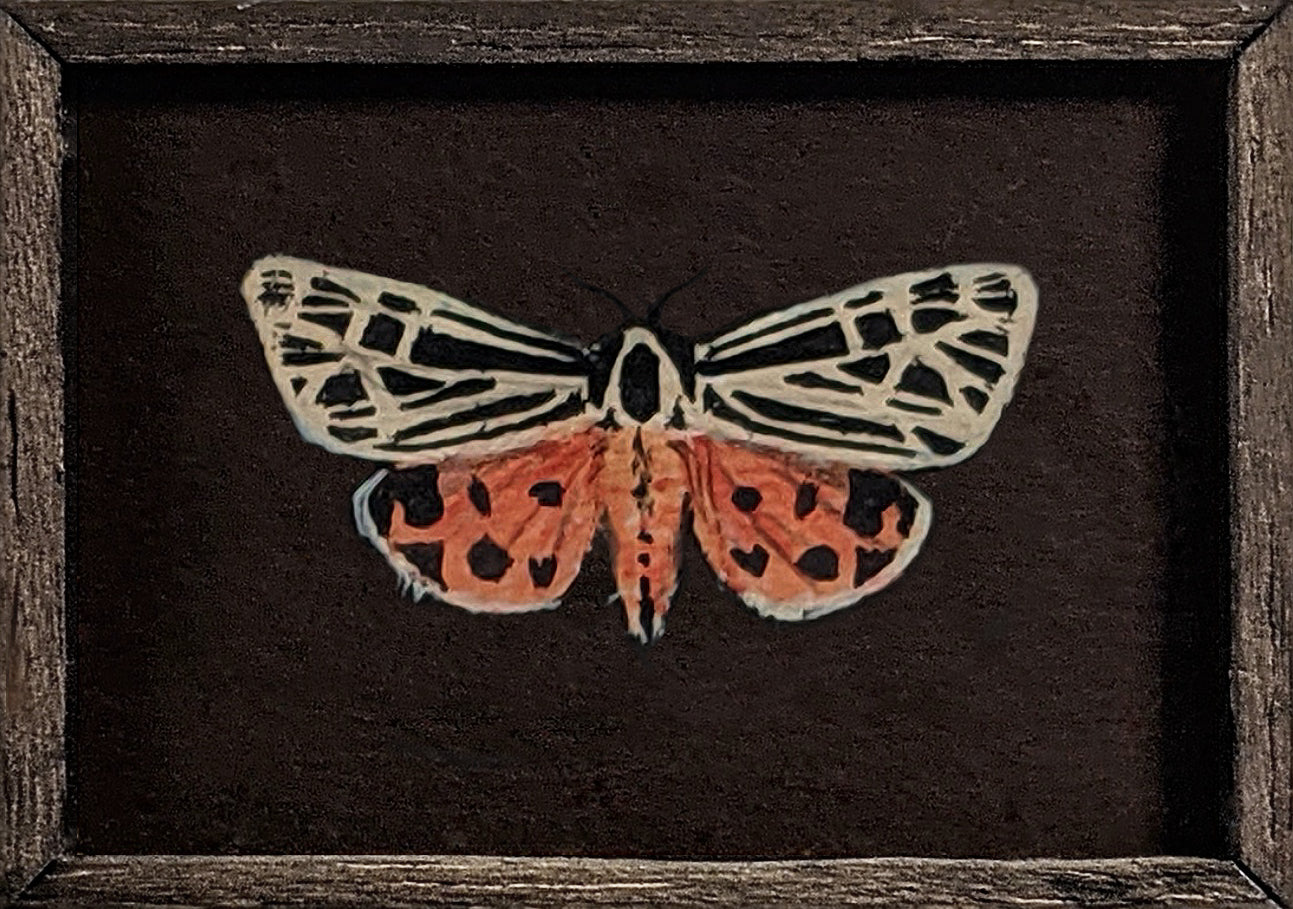 098 Grammia virgo