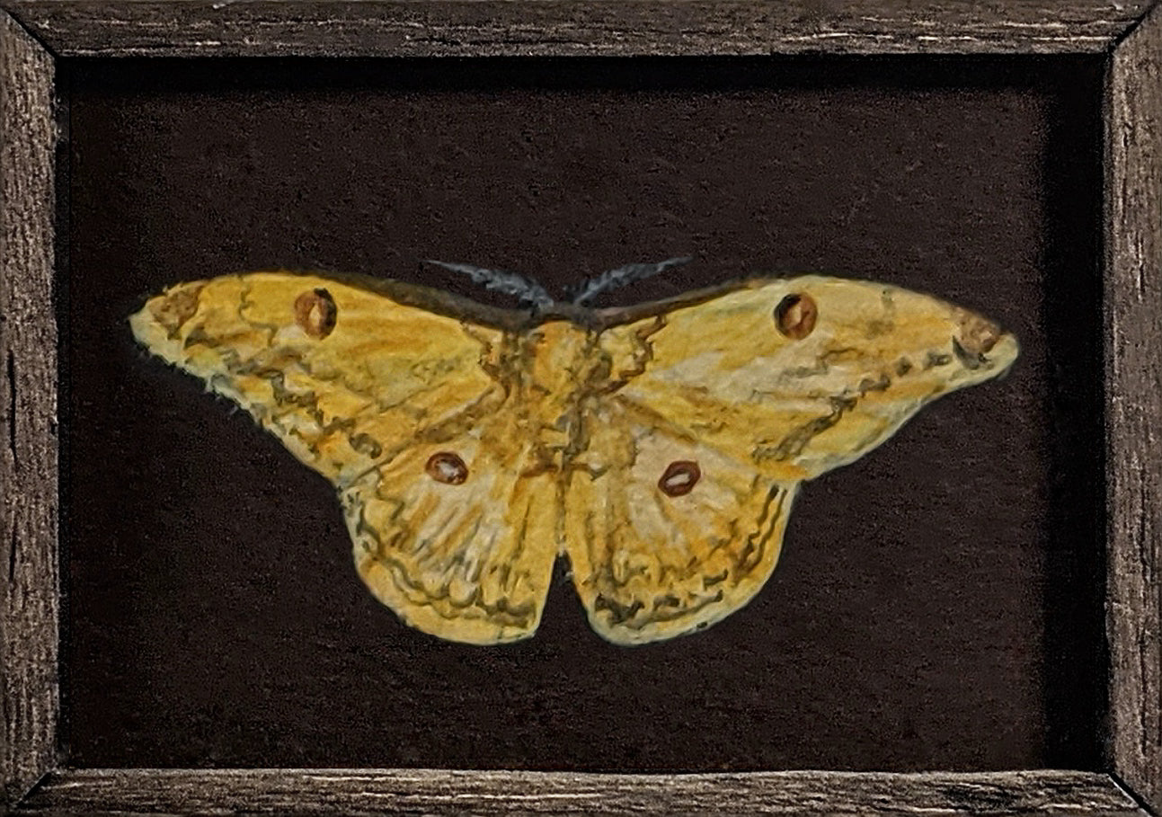 104 Loepa katinka