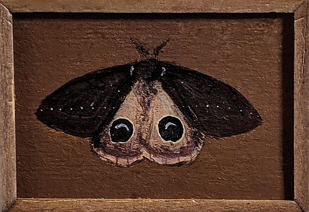 001 Pseudatomeris salmcolombiana