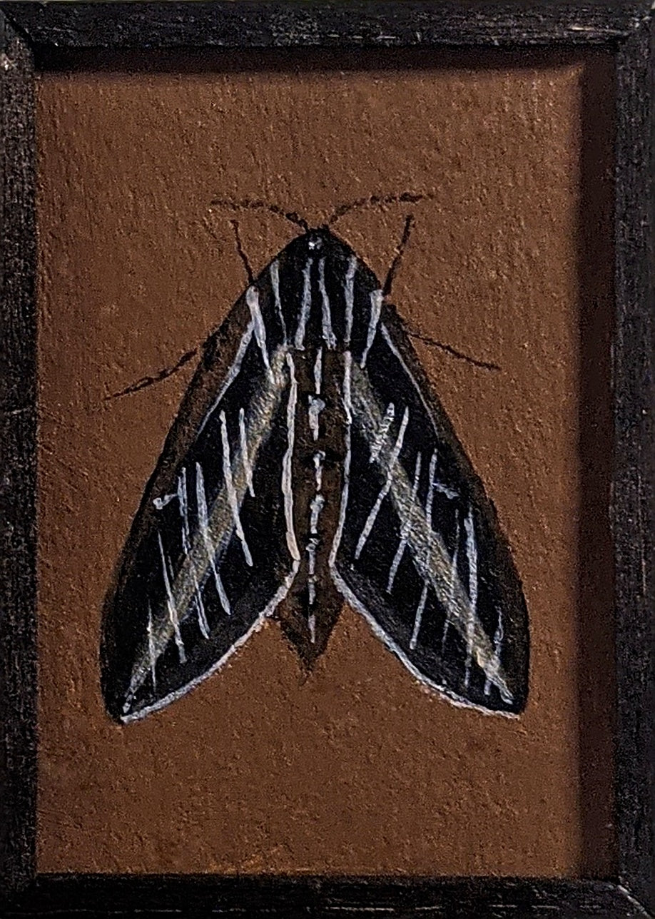 002 Hyles lineata
