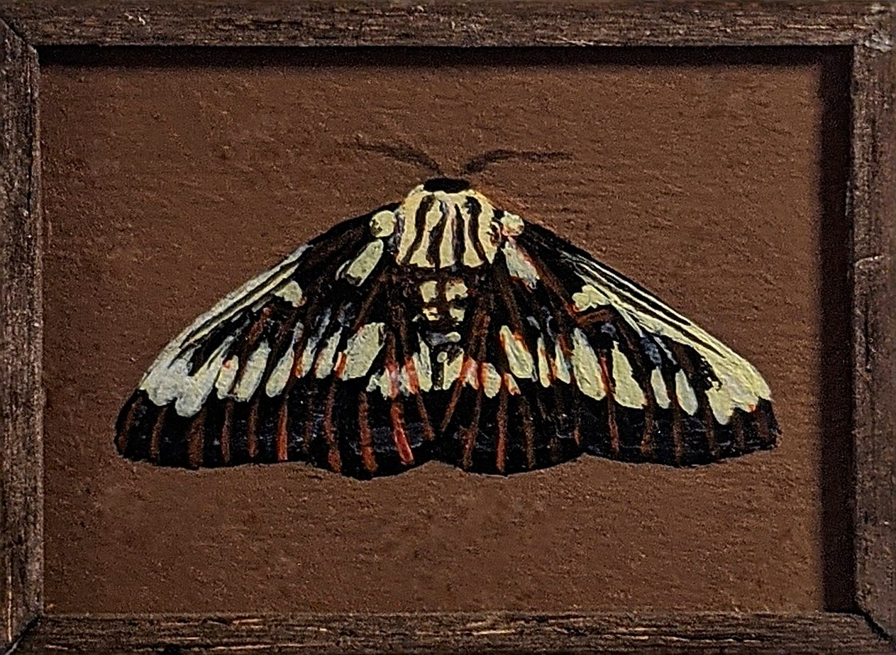 003 Citheronia splendens