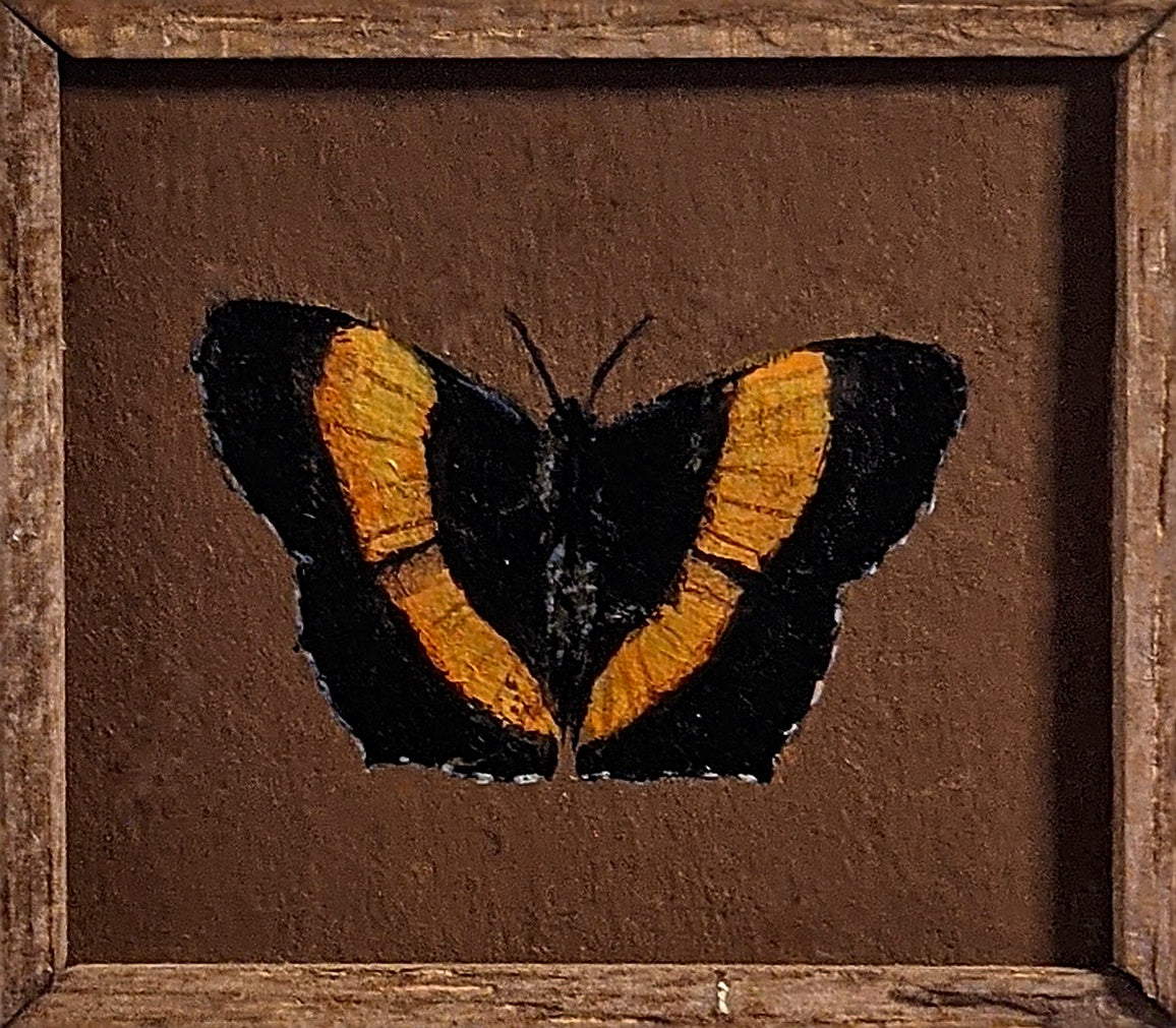 006 Yoma sabina