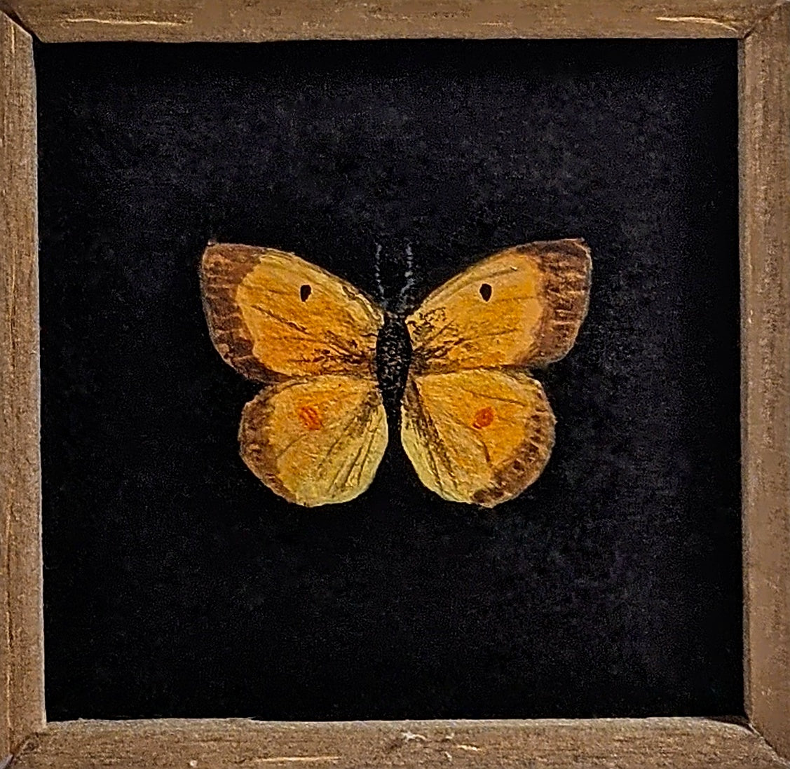 011 Colias eurytheme