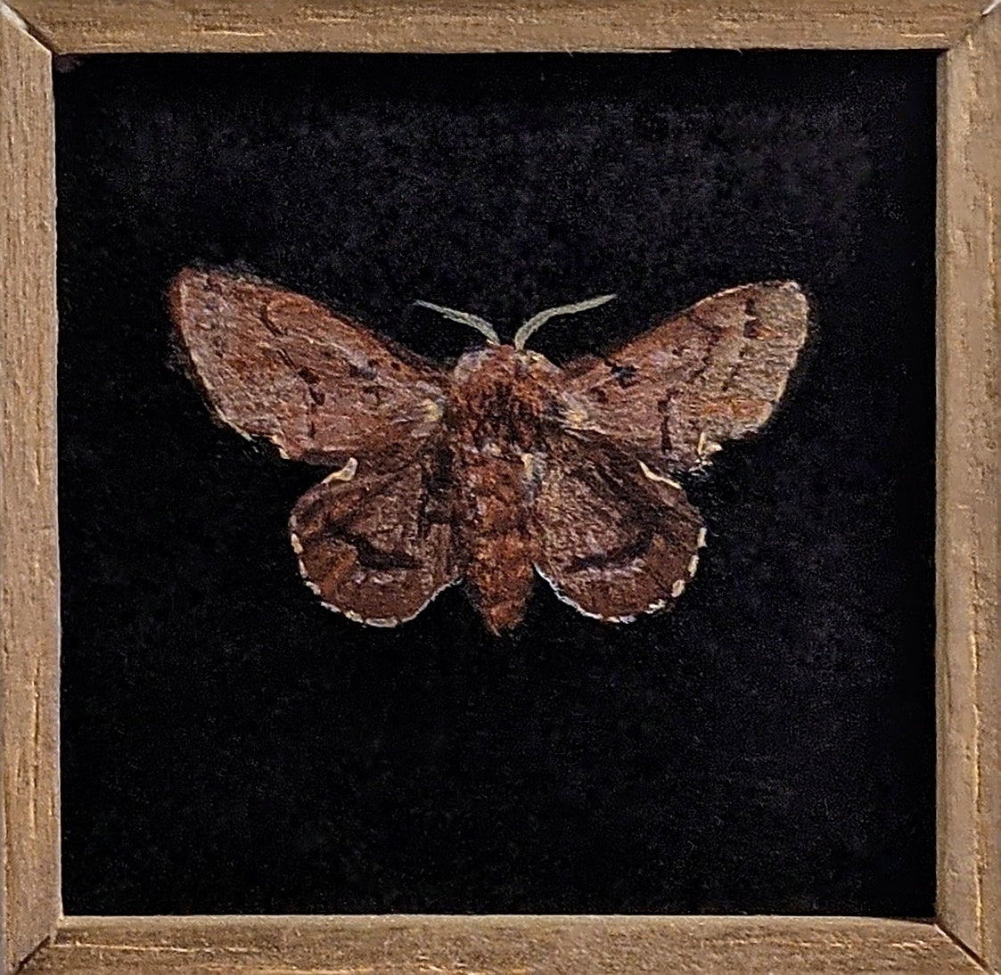 013 Phyllodesma americana