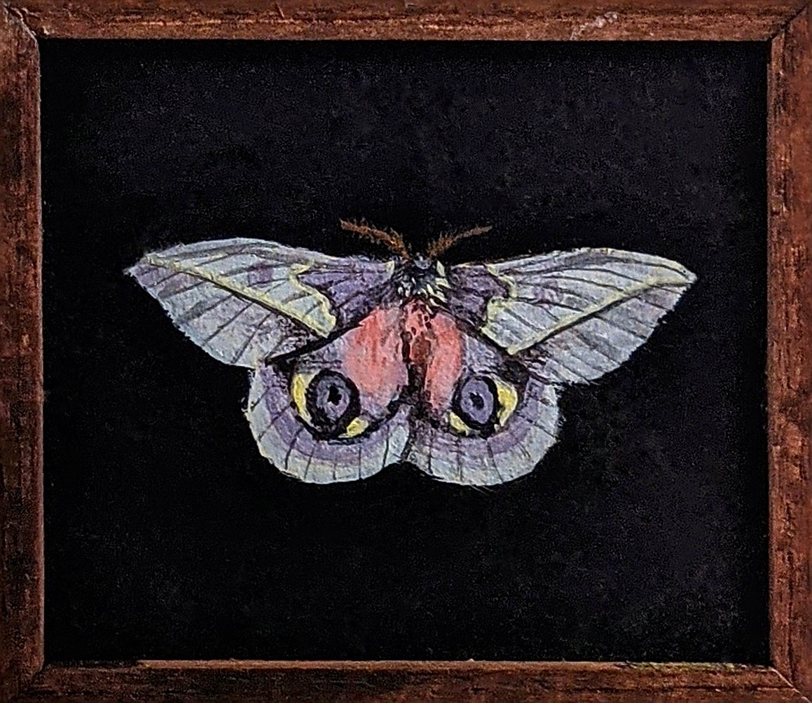 015 Automeris frankae