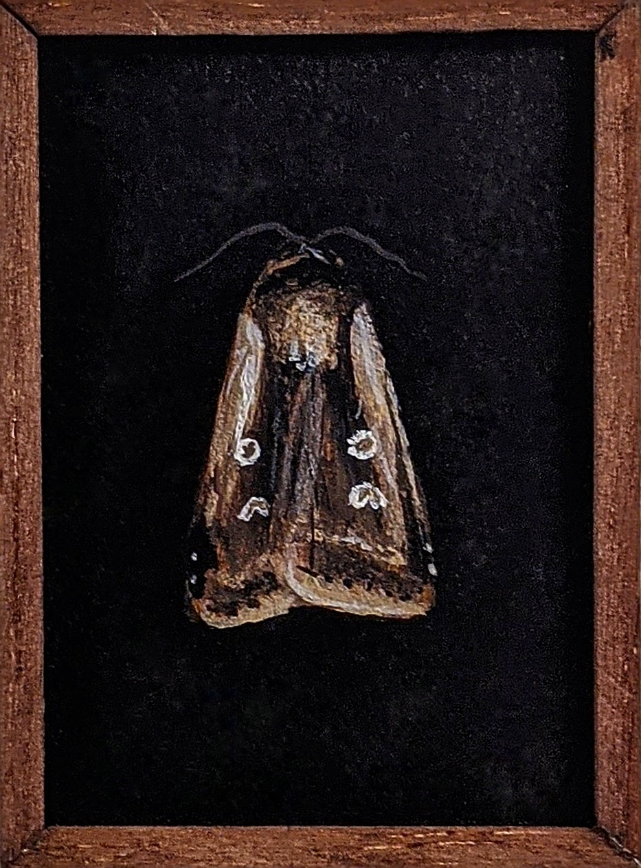 017 Ochropleura plecta