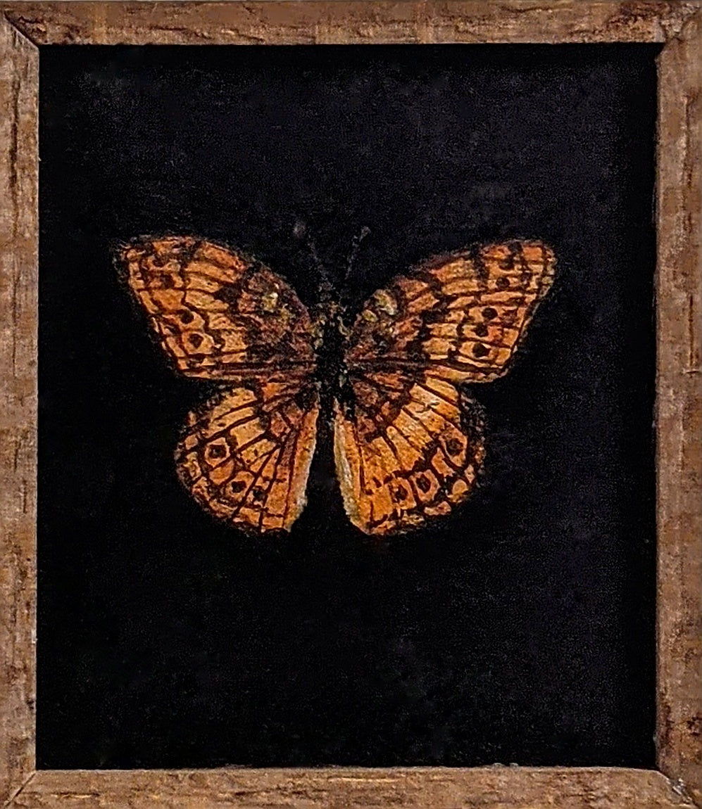 018 Euptoieta claudia