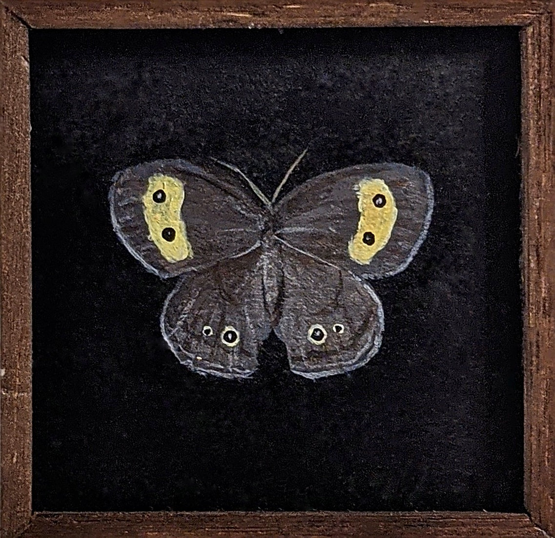 020 Cercyonis pegala
