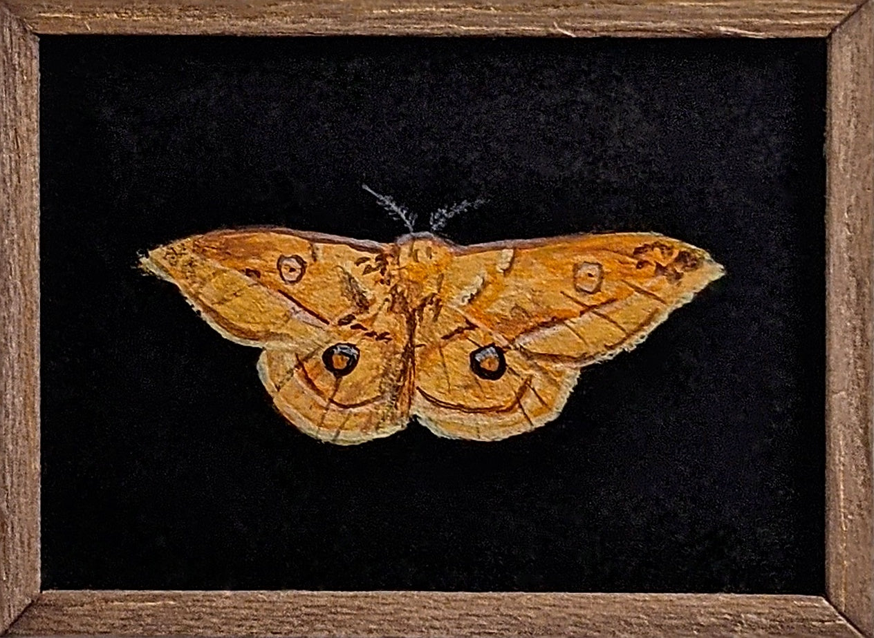 021 Opodiphthera helena