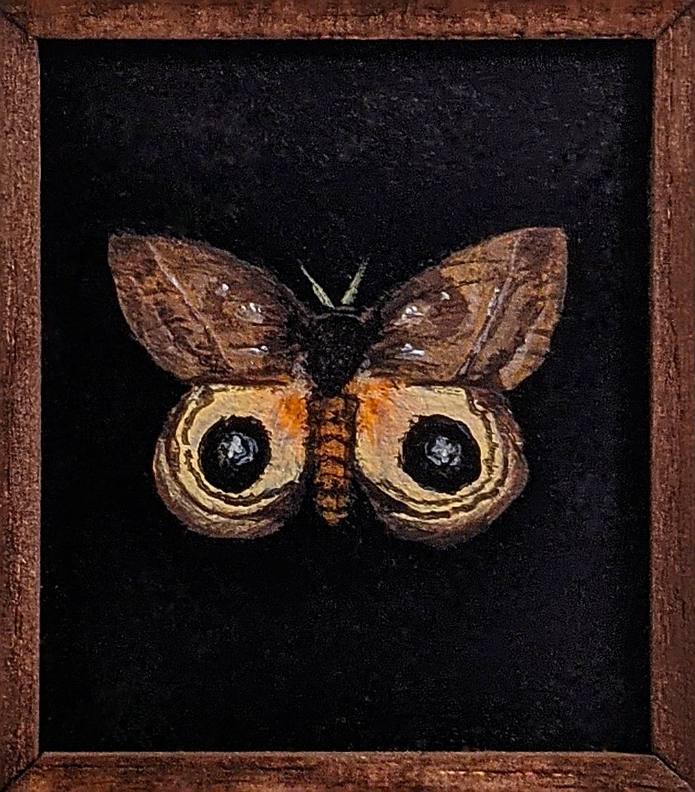 027 Automeris postalbida