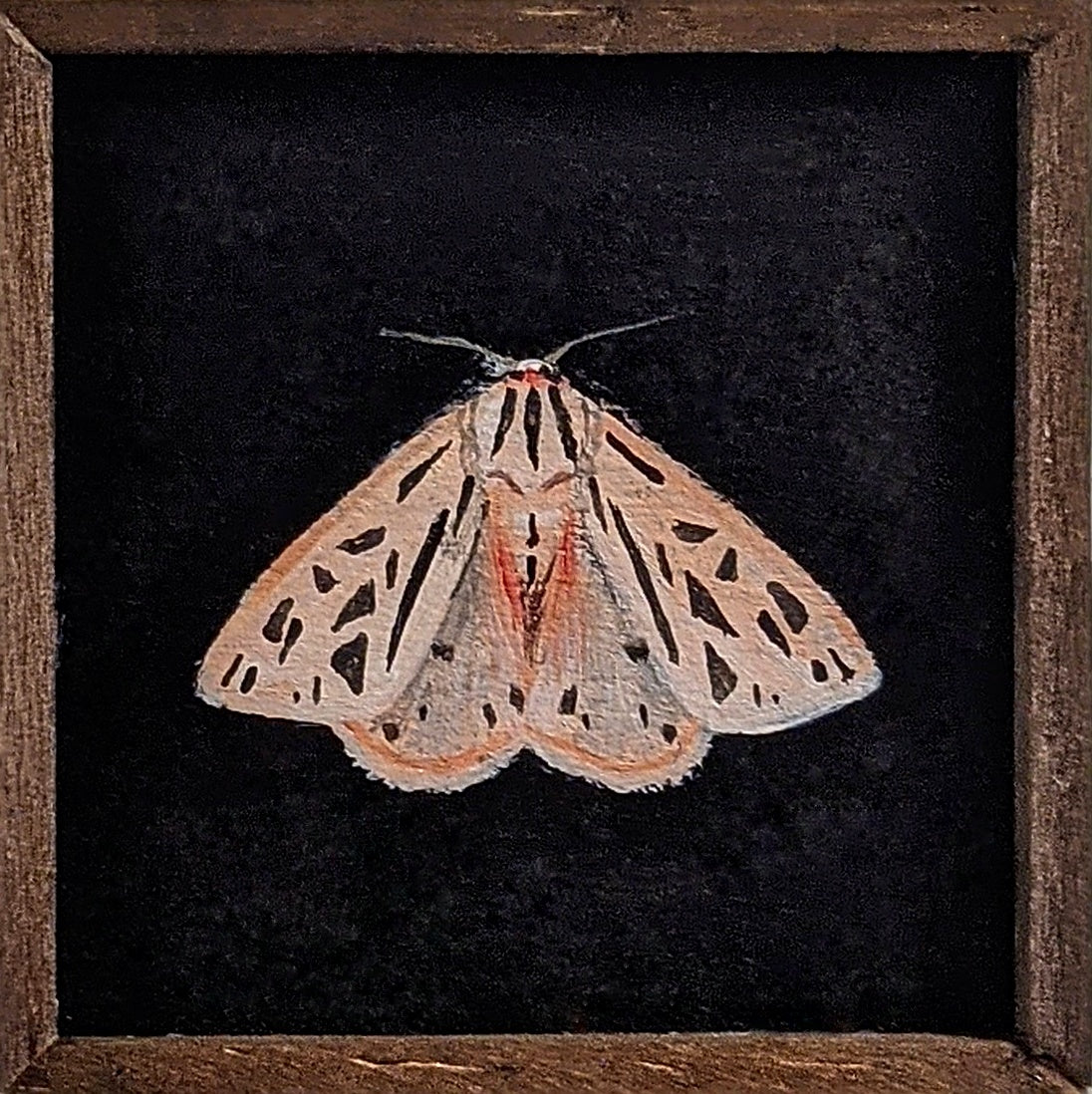 029 Apantis arge