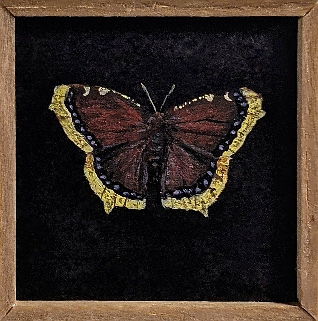 034 Nymphalis antiopa