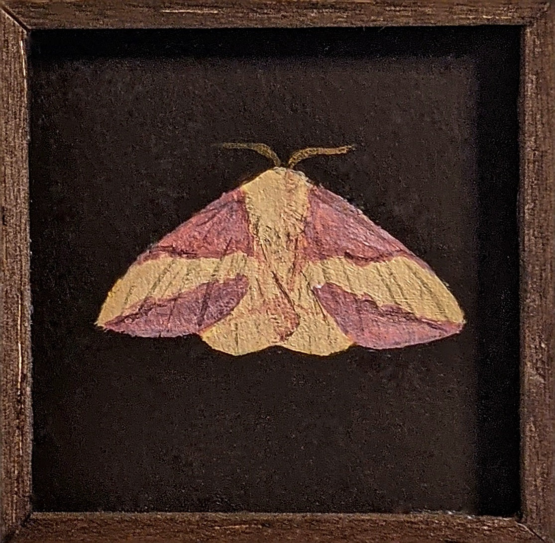035 Dryocampa rubicunda