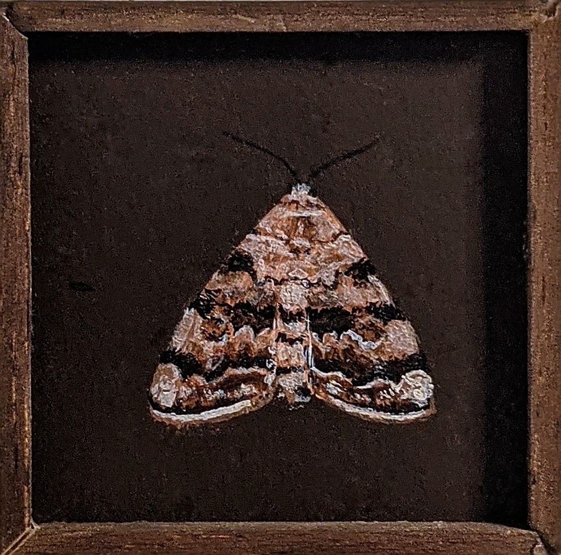 038 Idia americalis