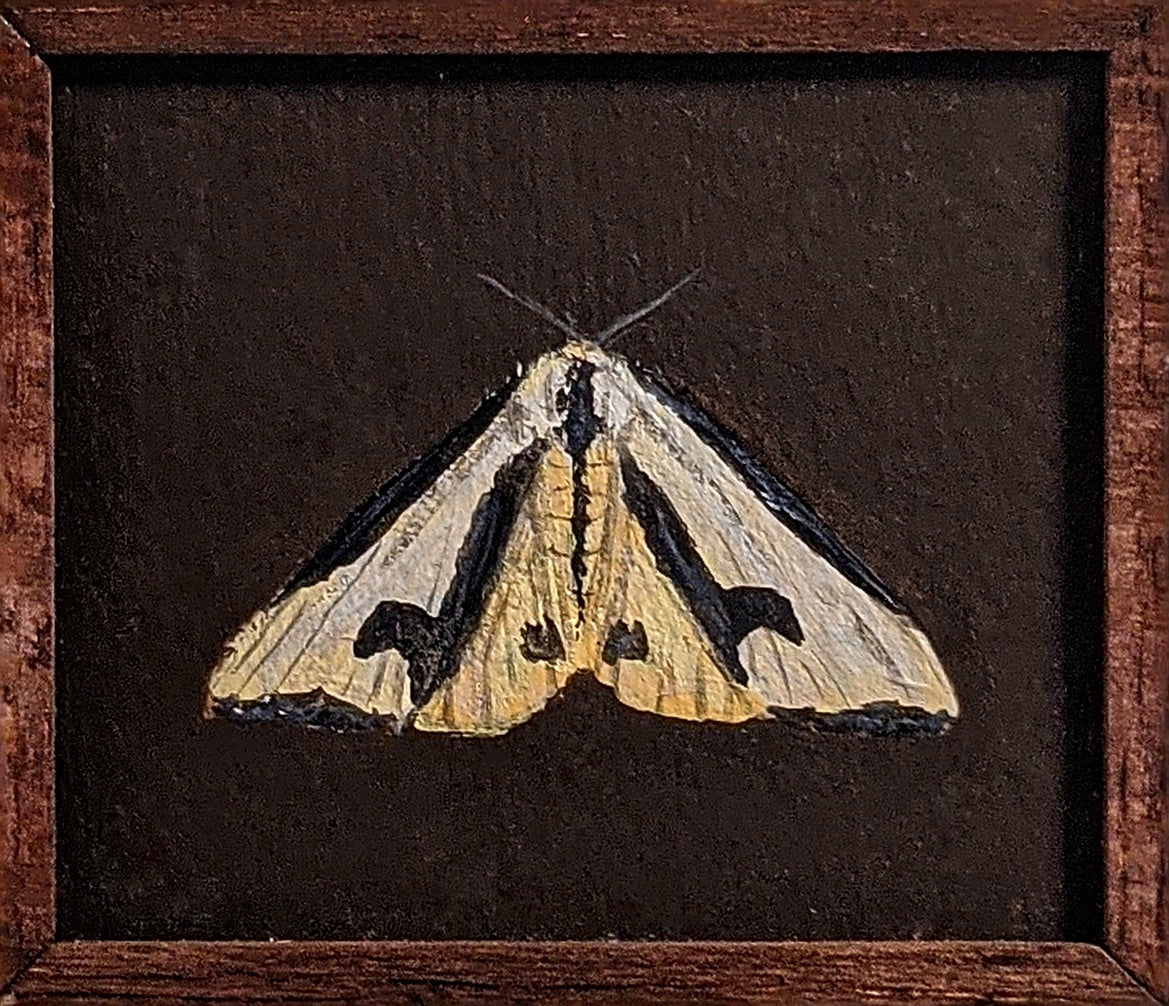 041 Haploa clymene