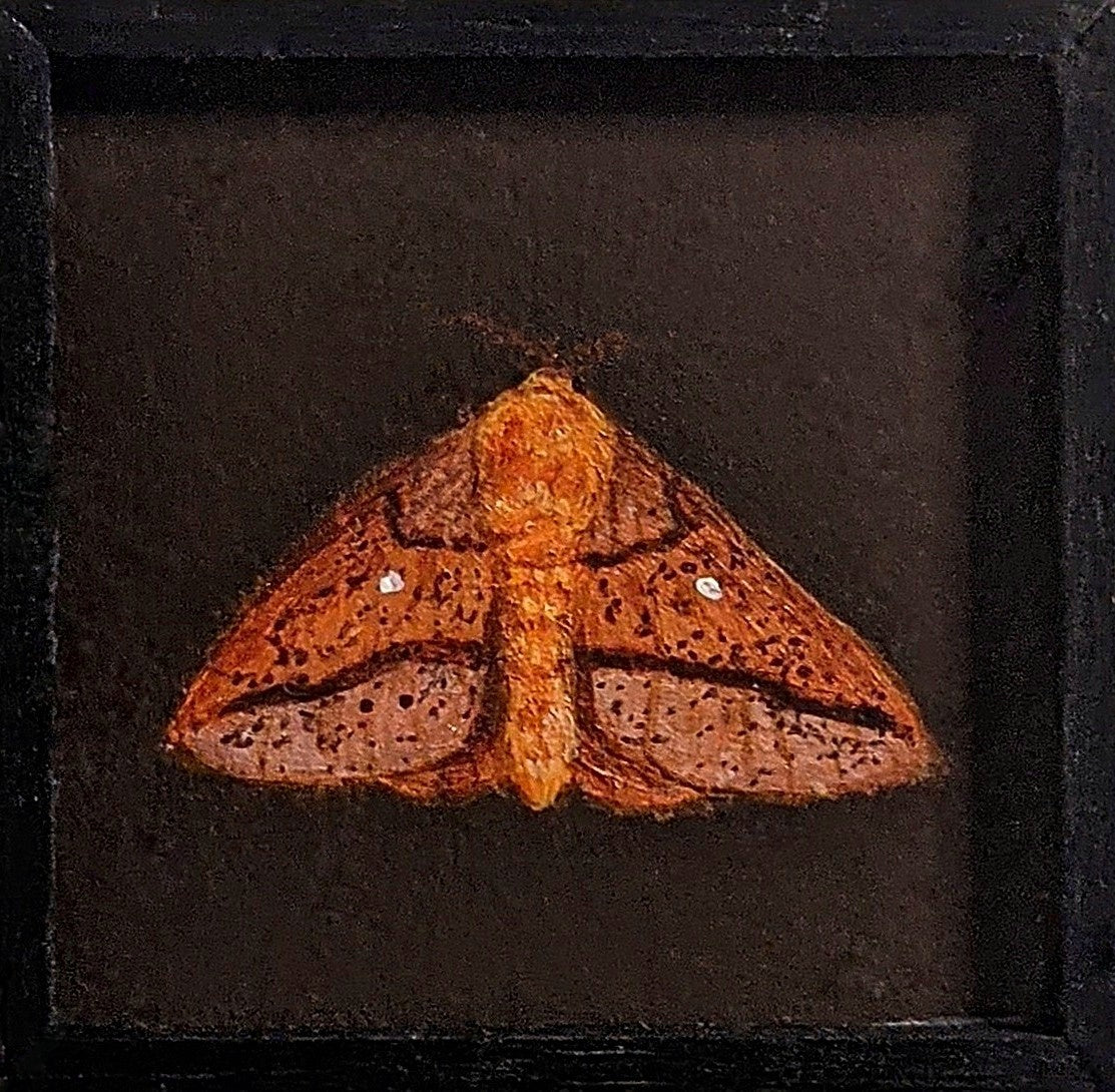 042 Anisota stigma