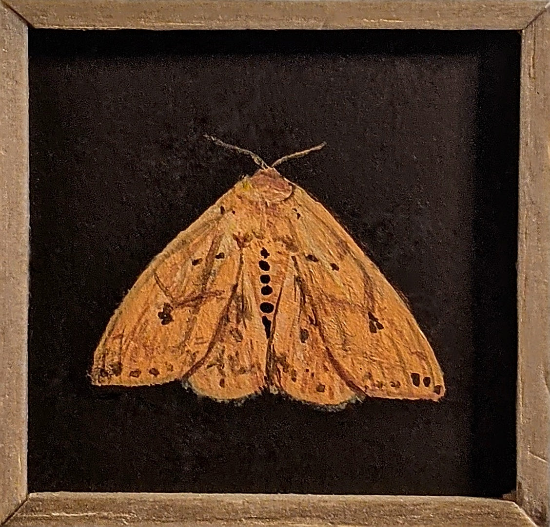 043 Pyrrharctia isabella