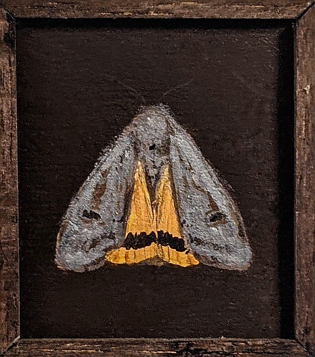 044 Noctua pronuba