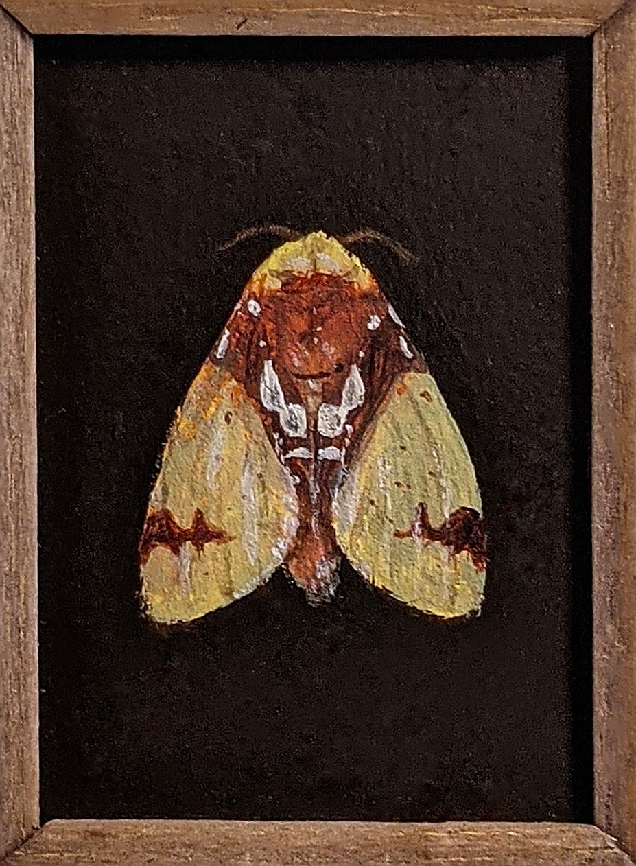 045 Amaxia chaon