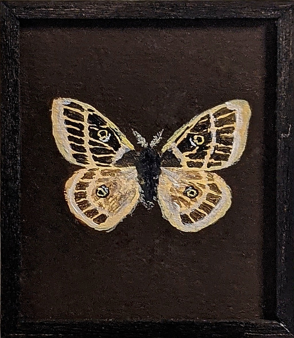 046 Agepema homogena