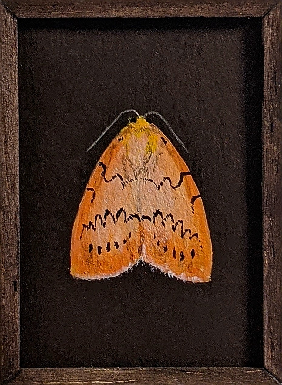 050 Mitochrista miniata