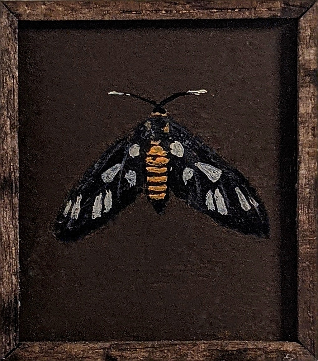 053 Amata huebneri