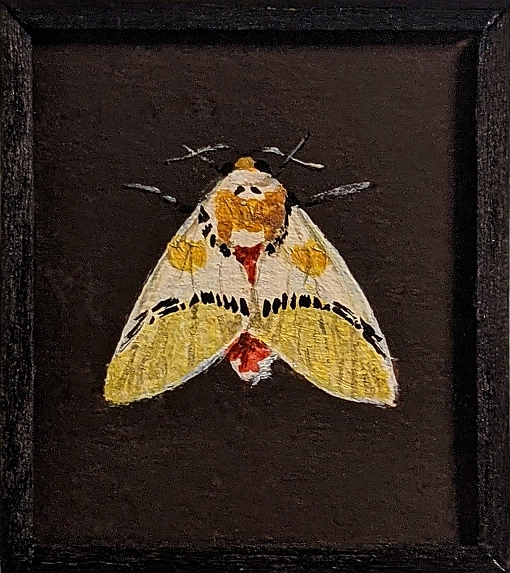 055 Idalus critheis
