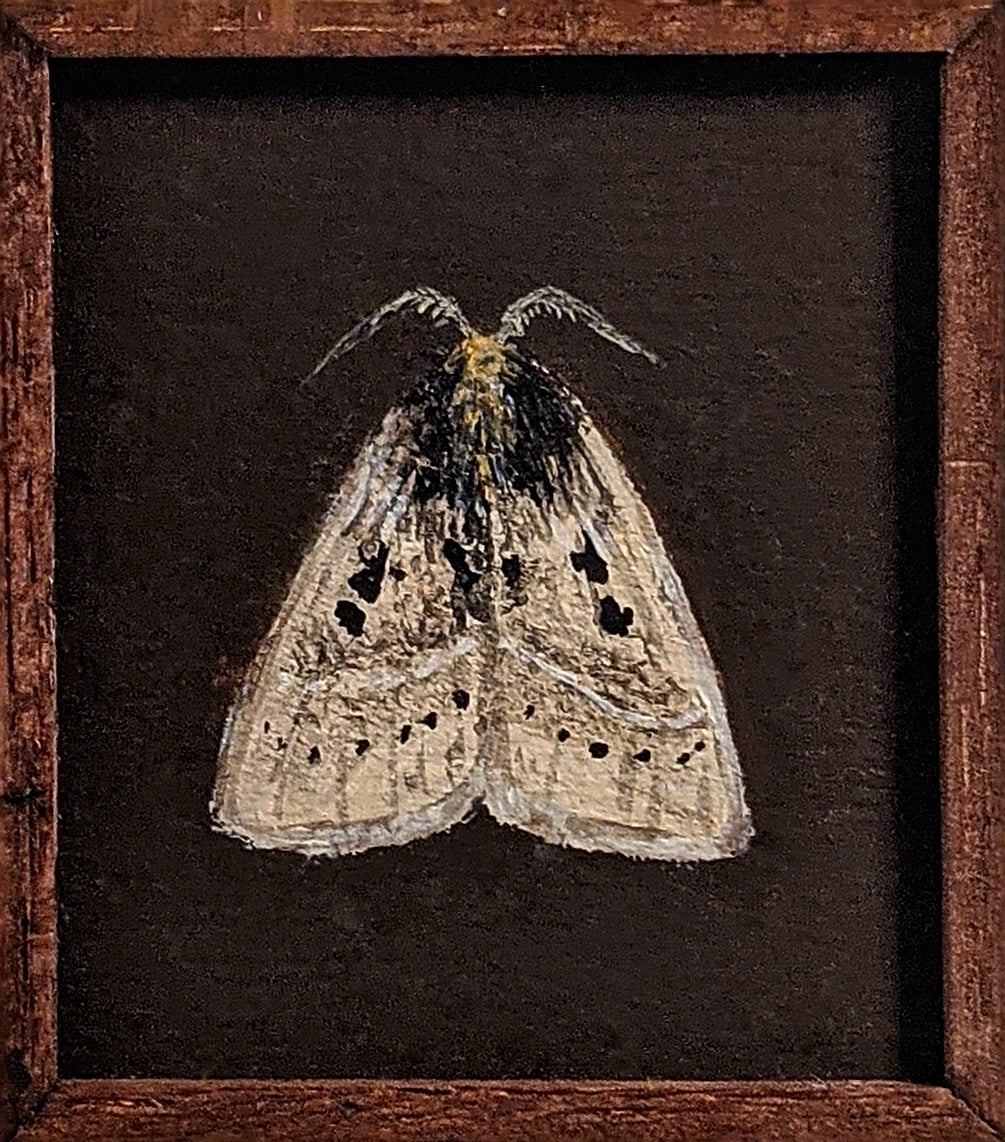 057 Anthela ocellata