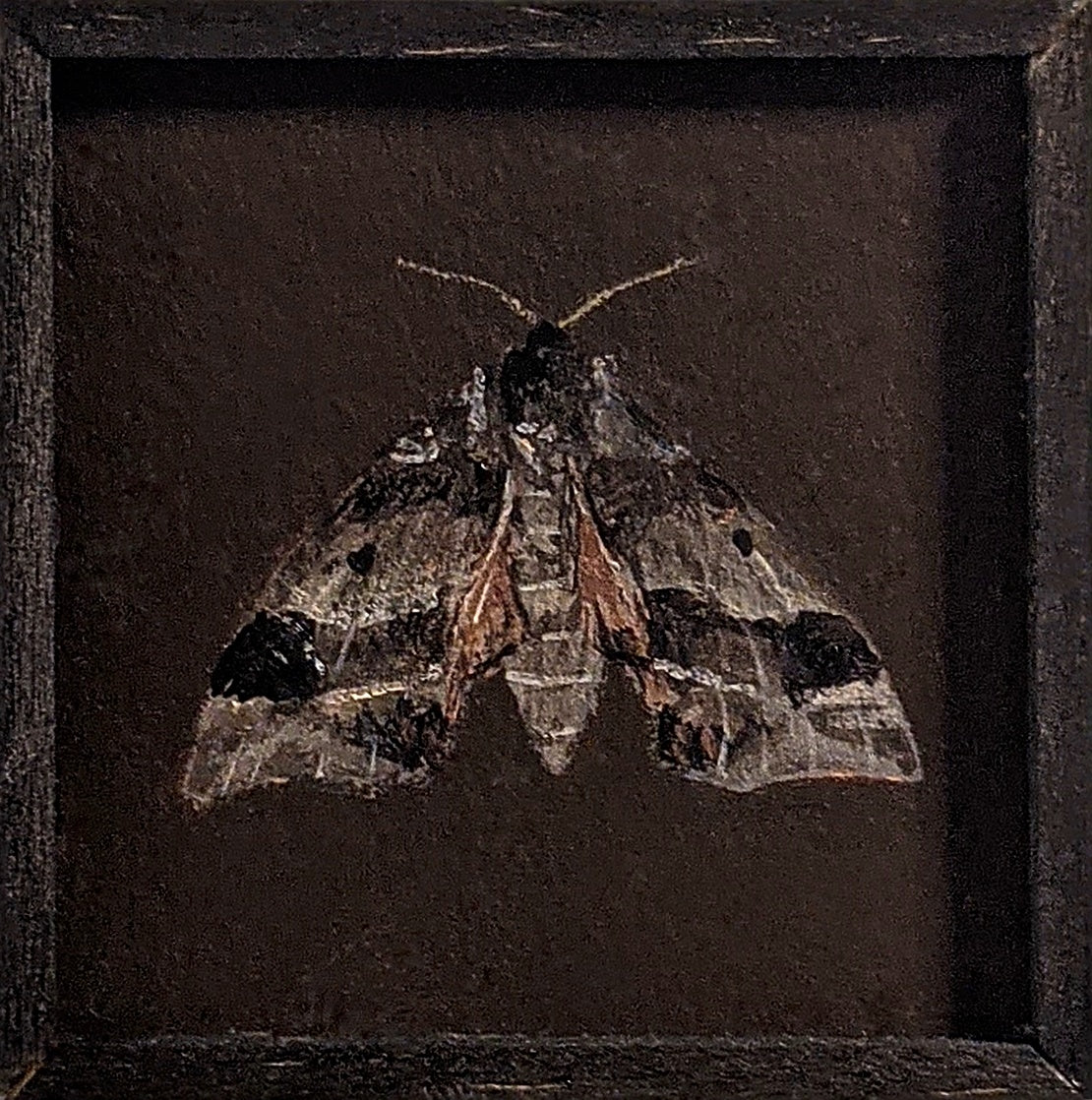 058 Darapsa myron