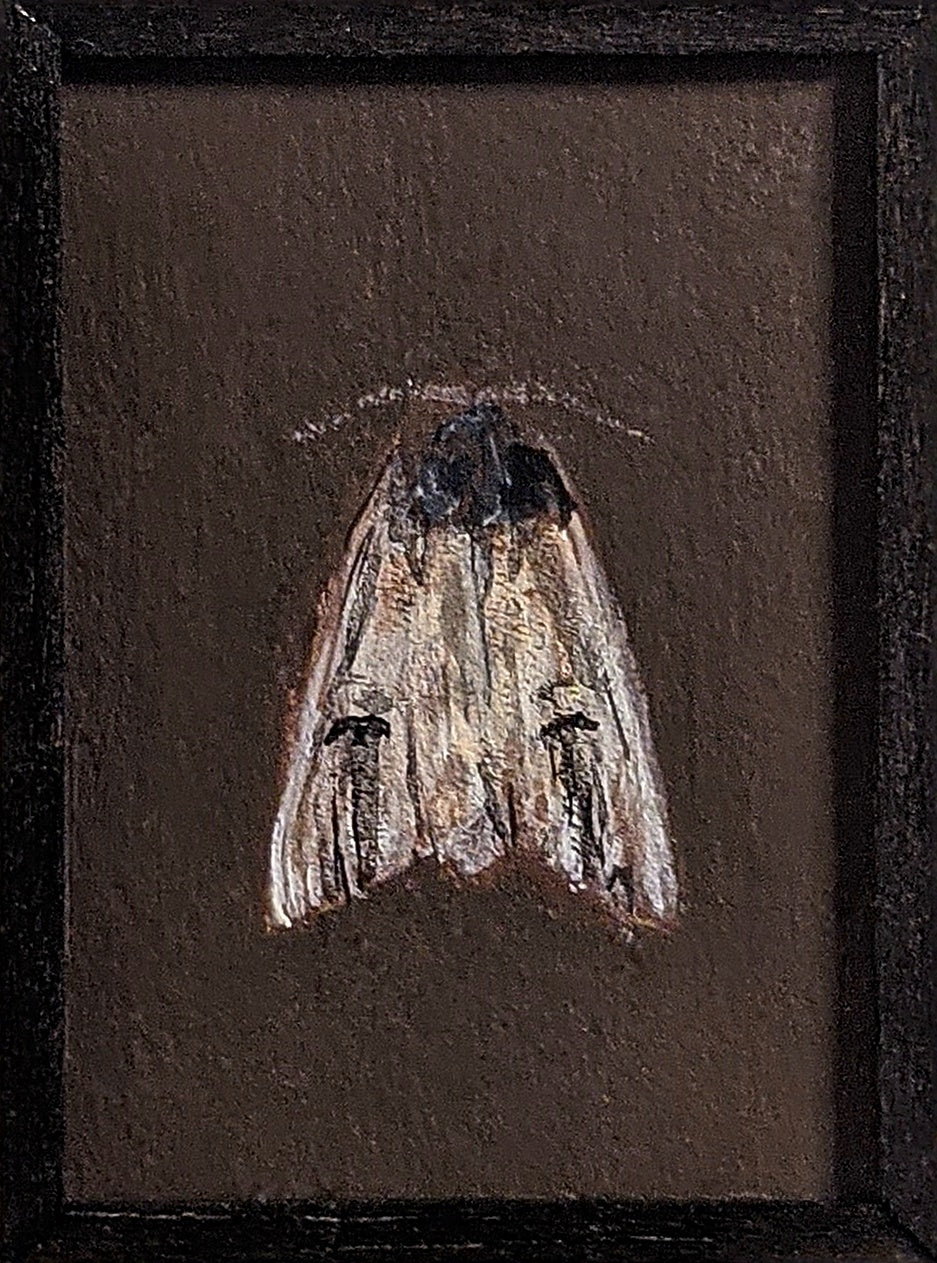 059 Schizura badia