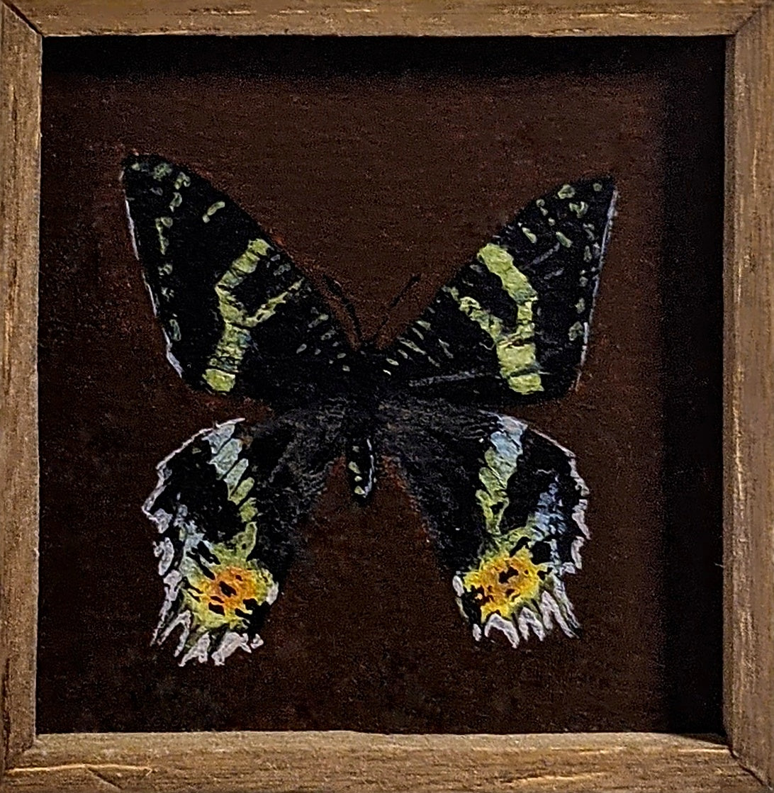 064 Chrysiridia ripheus