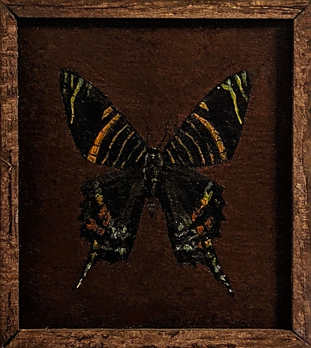 069 Urania sloanus