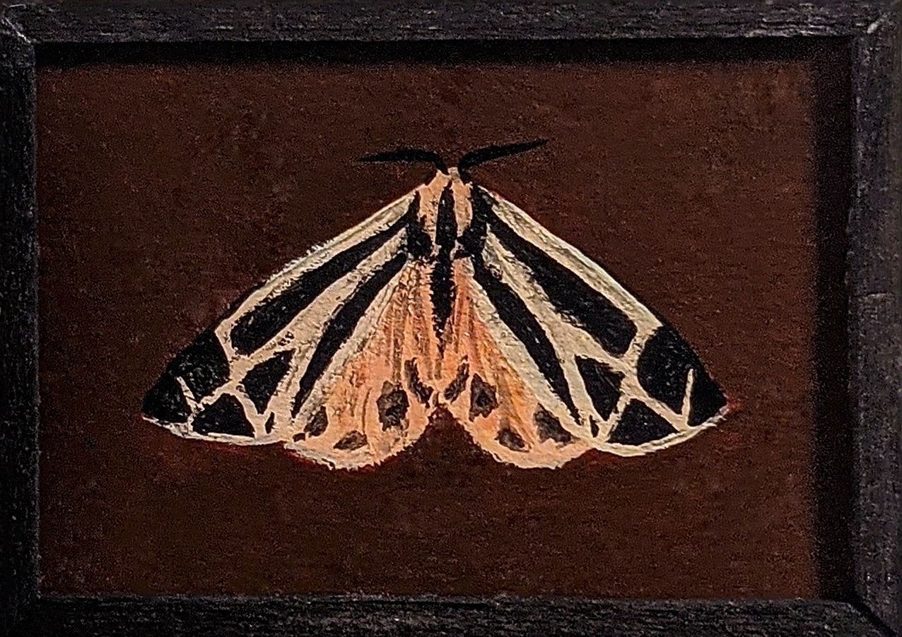 070 Apantesis phalerata