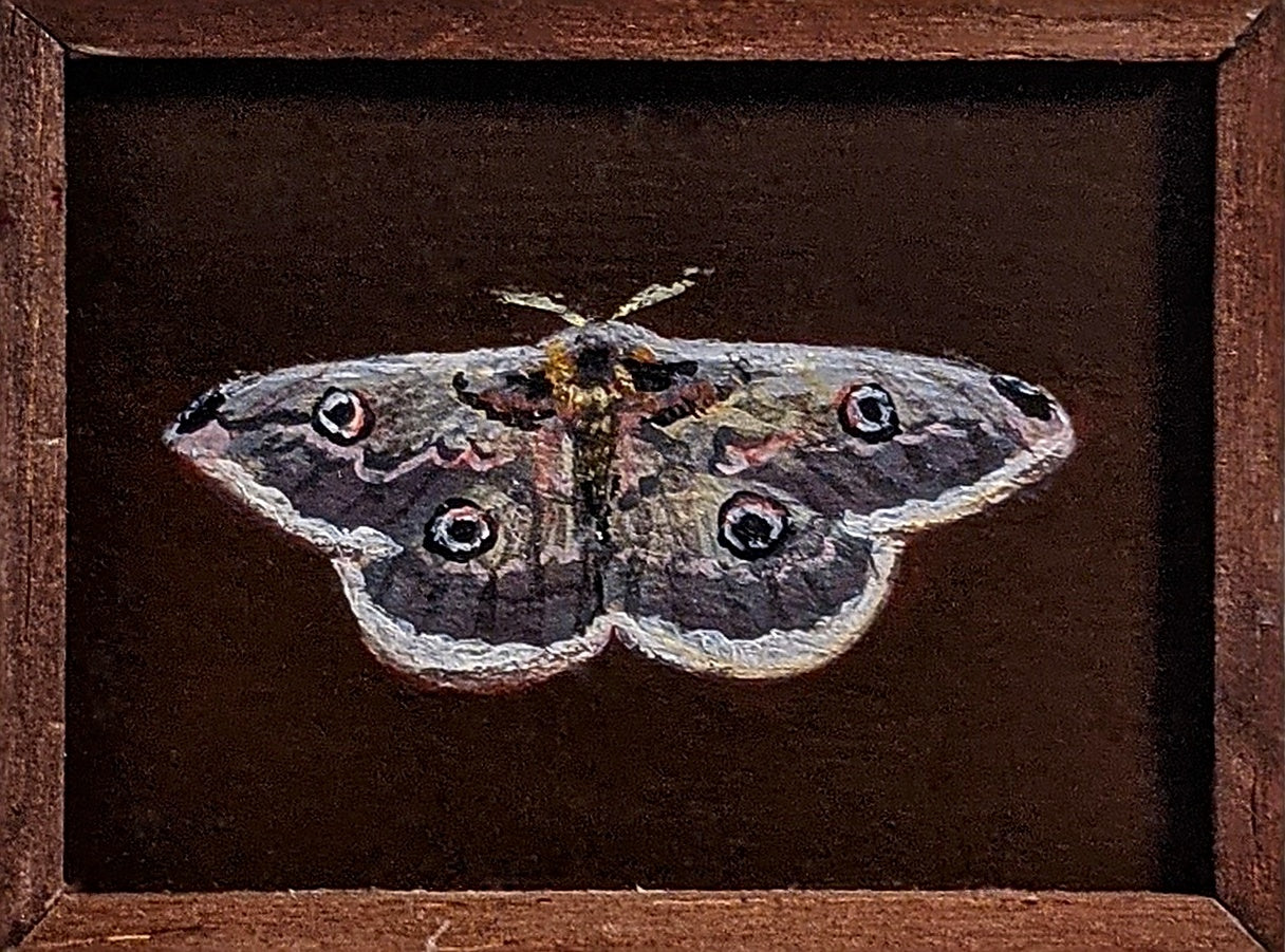072 Saturnia pyri