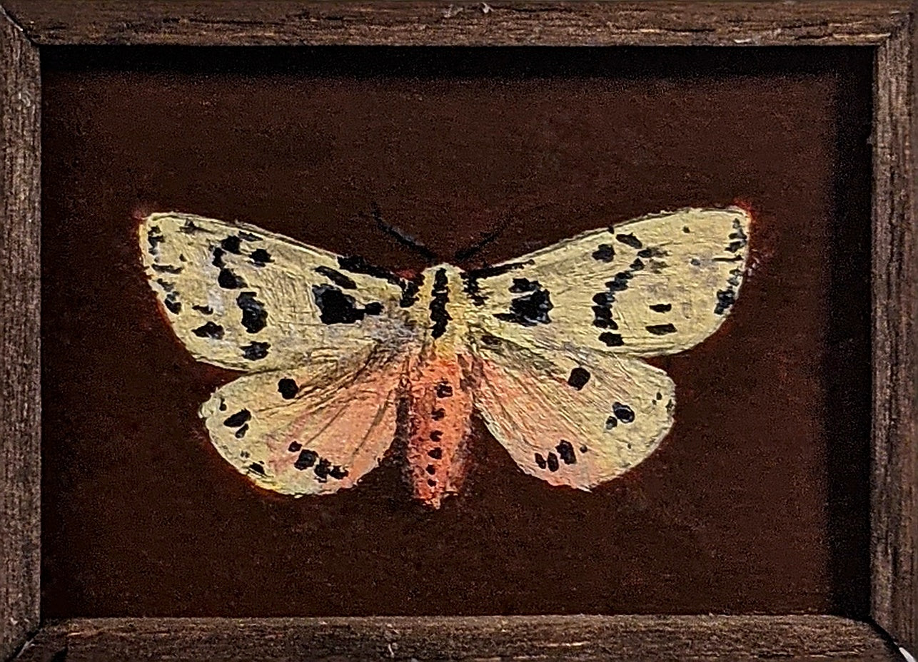 073 Ardices curvata