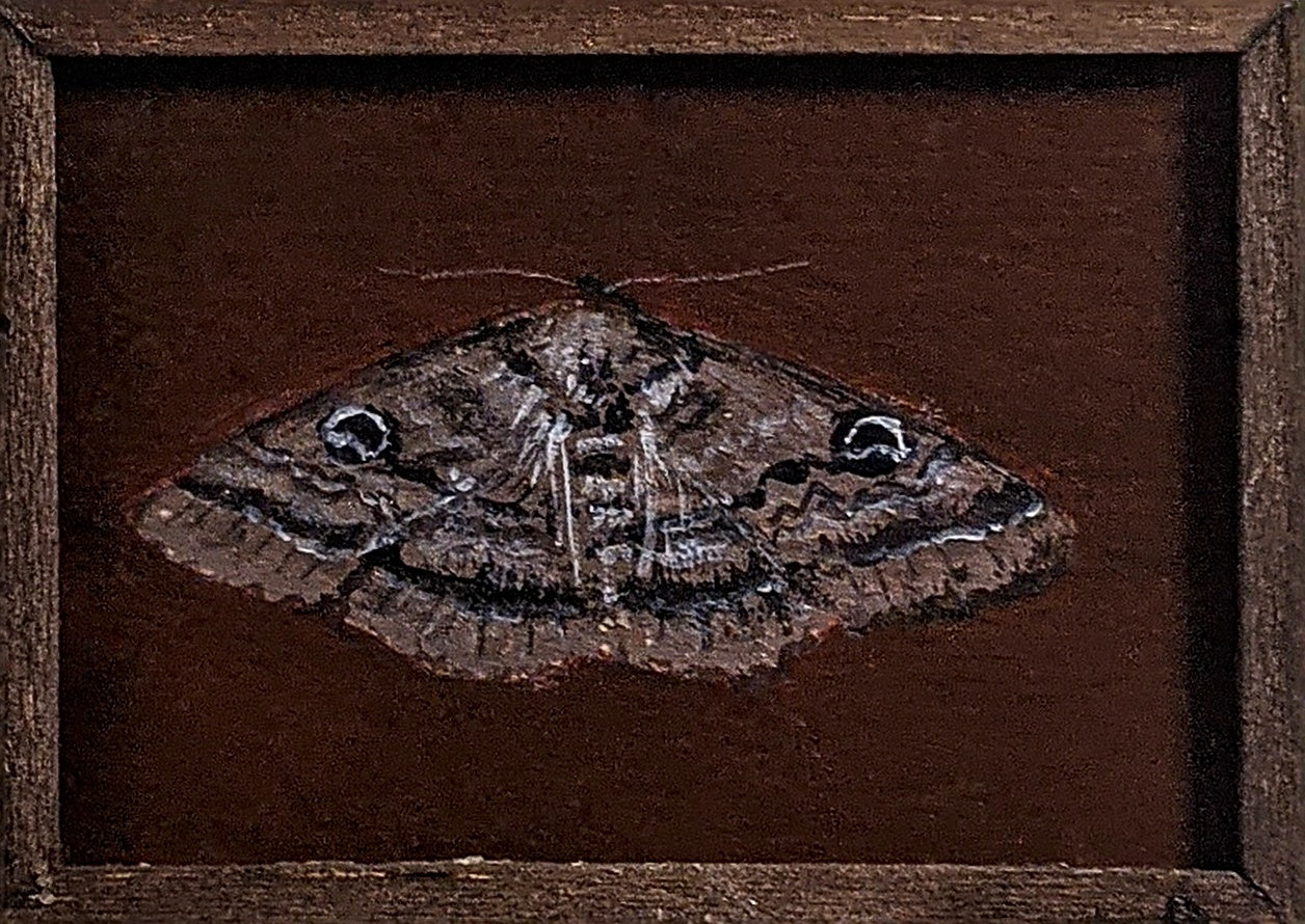 074 Dasypodia cymatodes
