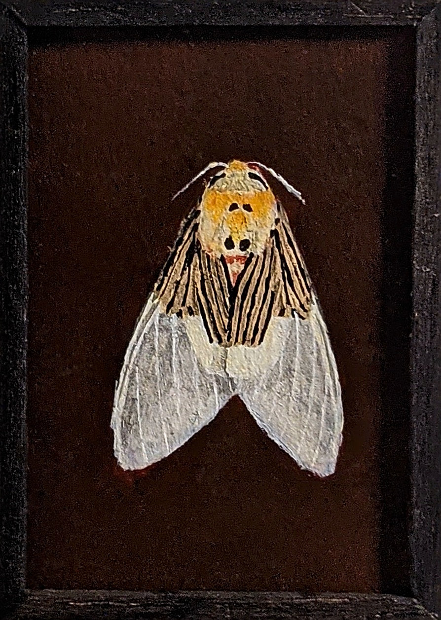 077 Idalus tuisana