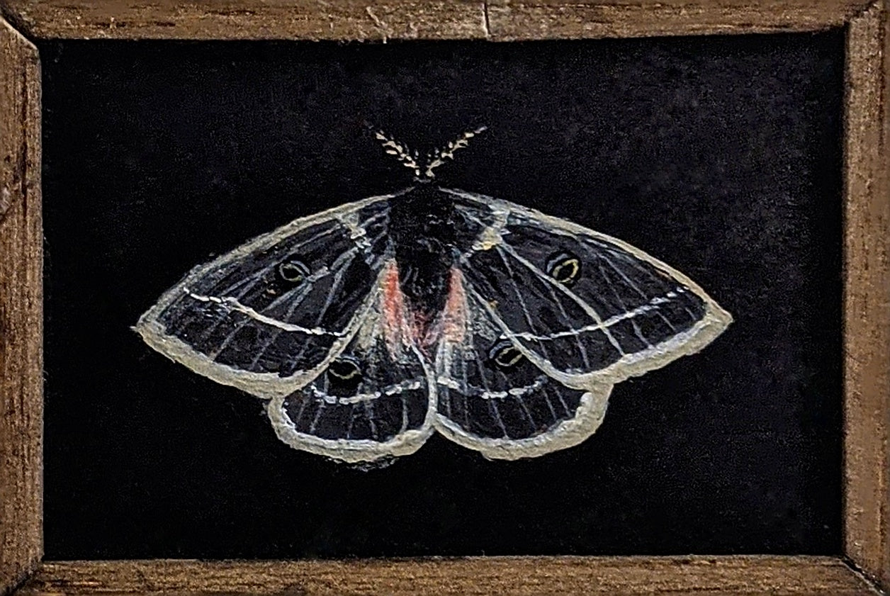 079 Agepema homogena