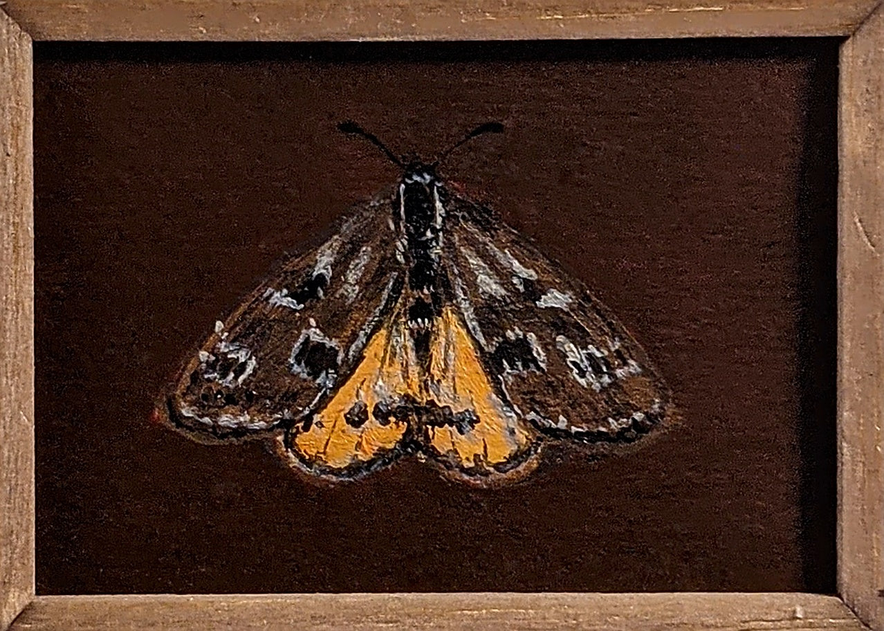080 Synemon plana