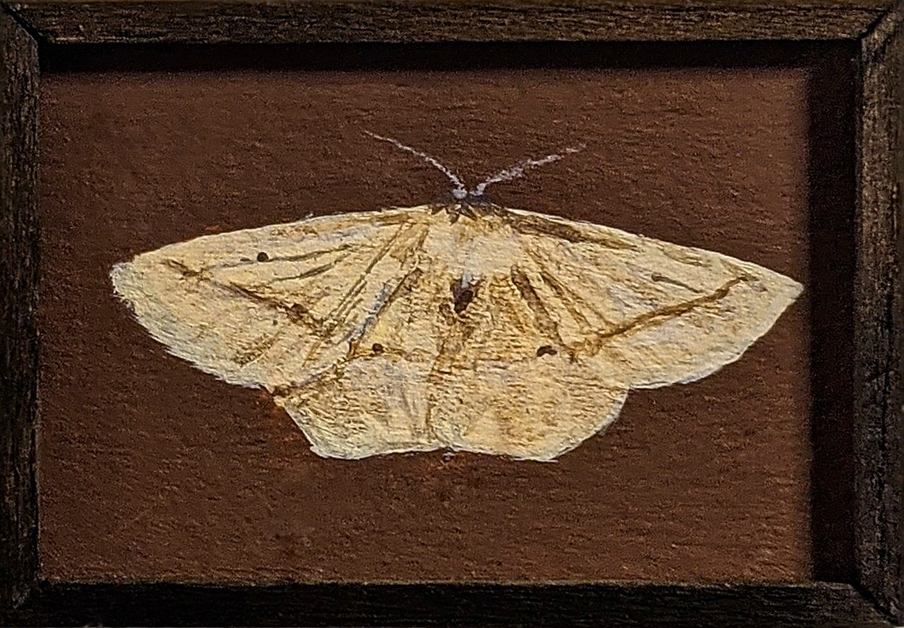 083 Eusarca confusaria