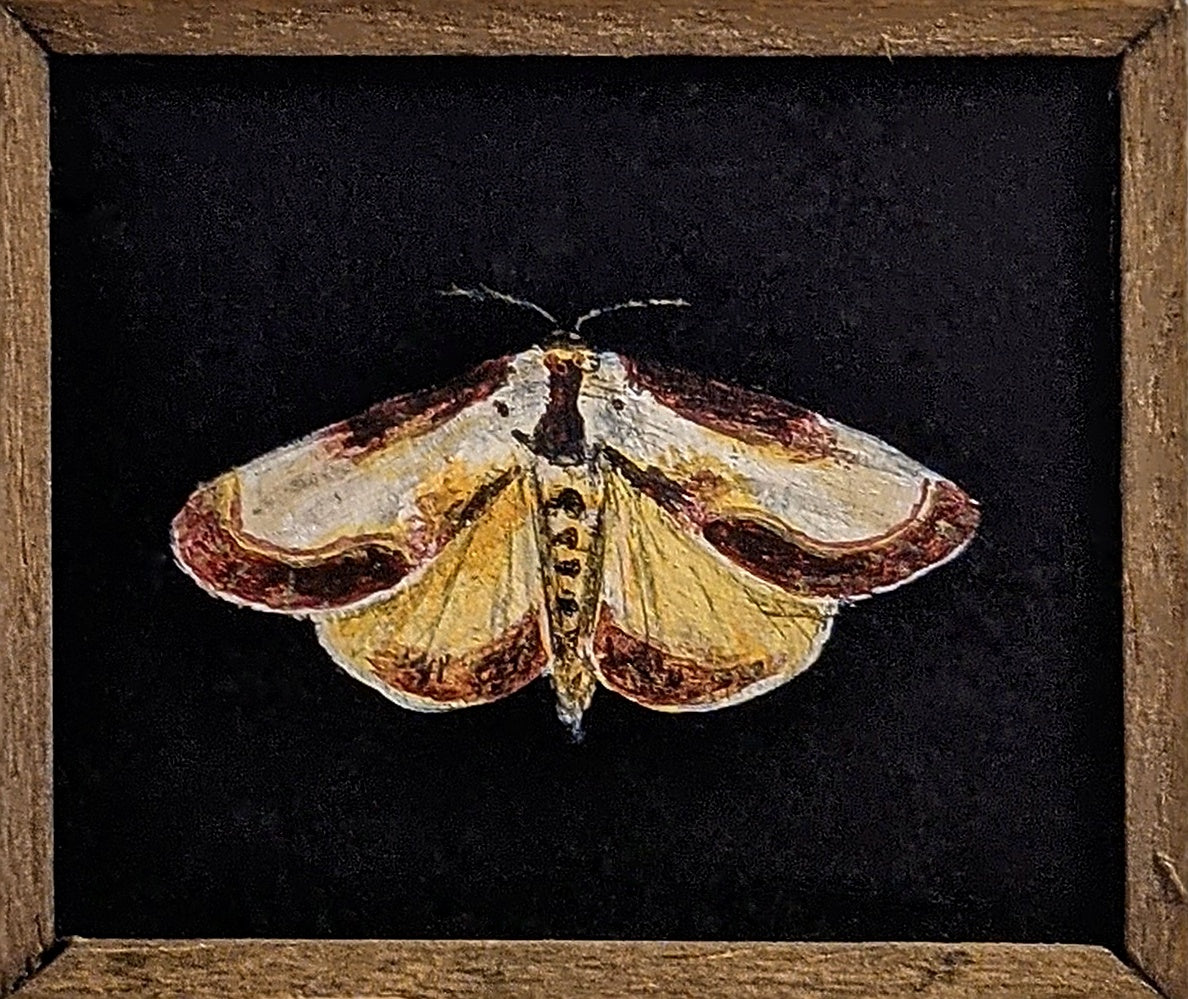 089 Eudryas grata